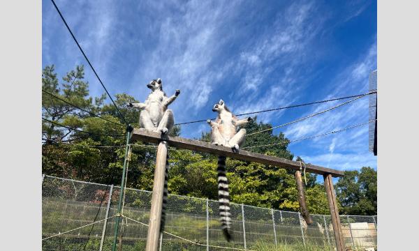 【11/1開催】テナガザル・キツネザル コラボフェス ～ギボレム祭り～ 開催記念『ギボレムモーニングツアー』 in愛知イベント