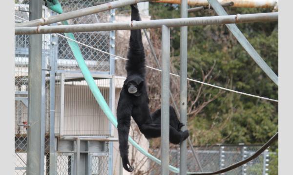 【11/1開催】テナガザル・キツネザル コラボフェス ~ギボレム祭り~ 開催記念『ギボレムモーニングツアー』 イベント画像2