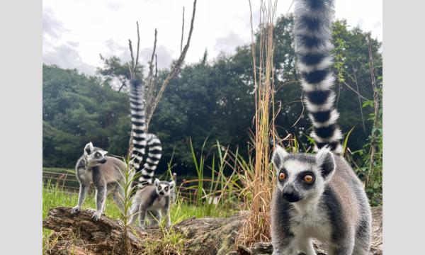 【11/1開催】テナガザル・キツネザル コラボフェス ~ギボレム祭り~ 開催記念『ギボレムモーニングツアー』 イベント画像3