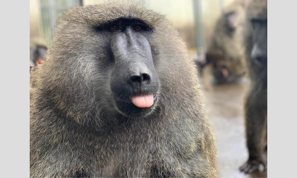 「TARO EXPLODED 若い太陽の塔と対立の交差点」開催記念『誰よりも早く展示を見るモーニングツアー』 イベント画像3