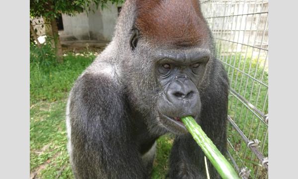 「TARO EXPLODED 若い太陽の塔と対立の交差点」開催記念『モーニングツアー~心残りがないように~』 イベント画像2