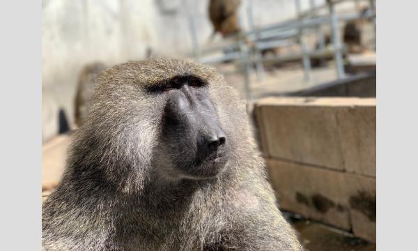「TARO EXPLODED 若い太陽の塔と対立の交差点」開催記念『モーニングツアー~心残りがないように~』 イベント画像3