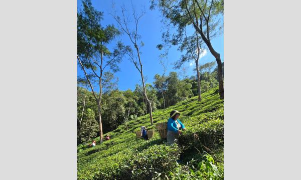 木谷朋子のお茶旅講座 第44回「インド・ダージリンティーの世界～世界最高峰の紅茶生産地を訪ねて」イベント