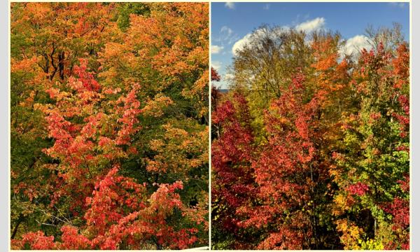 お茶旅講座　第41回　紅葉のメイプル街道を辿るカナダ in東京イベント