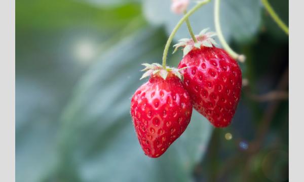 【特別企画】八芳園シェフ&パティシエと一緒に作る親子クッキング教室~第4回~ イベント画像2