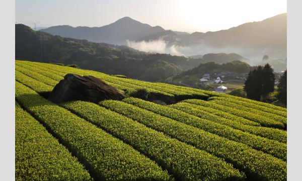 体験無料！！【2日間限定！】日本茶インストラクターによる　”うれしの茶の特別講座” イベント画像2