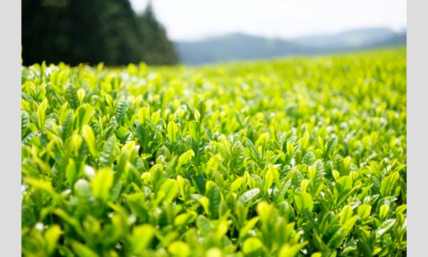 体験無料！！【2日間限定！】日本茶インストラクターによる　”うれしの茶の特別講座” イベント画像3
