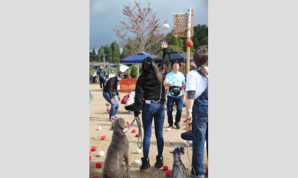 DOG FESS With Wan in あやべ イベント画像3