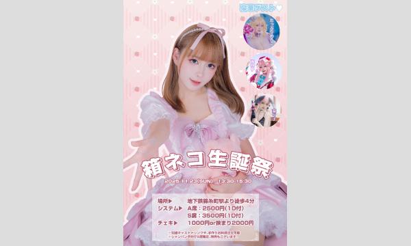 【2025】箱ネコ11/23生誕祭＋撮影会 in東京イベント