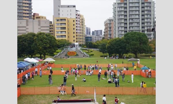 ドッグラン in 幕張海浜公園 2025秋 in千葉イベント